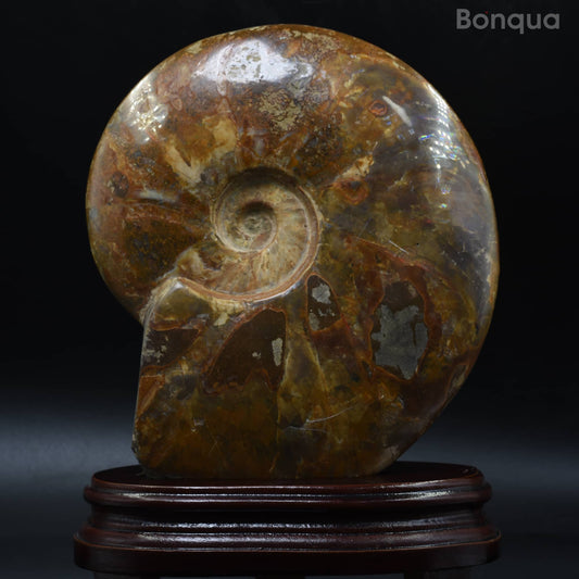 Spécimen Fossile d'ammonite de Madagascar