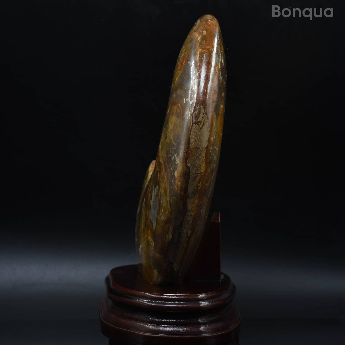 Spécimen Fossile d'ammonite de Madagascar