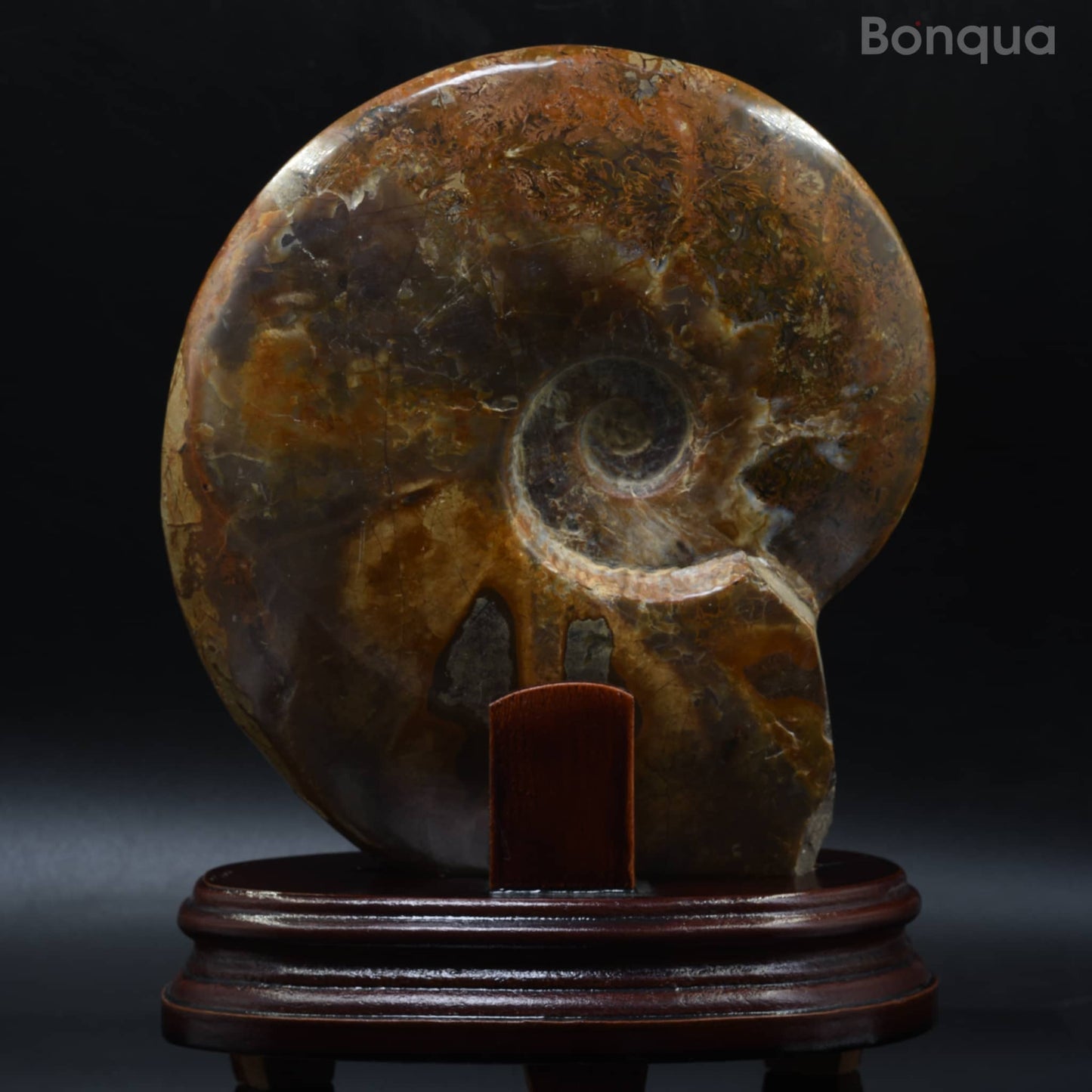 Spécimen Fossile d'ammonite de Madagascar