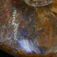Spécimen Fossile d'ammonite de Madagascar