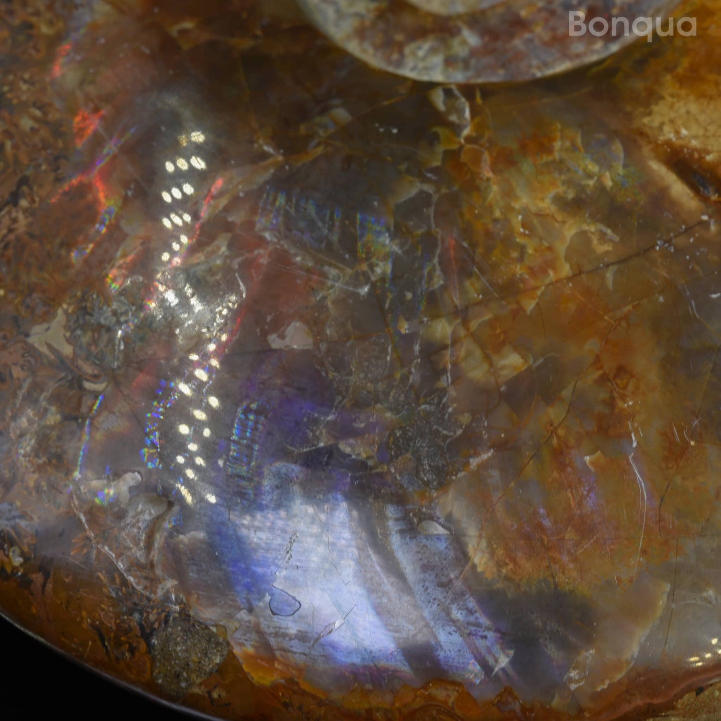Spécimen Fossile d'ammonite de Madagascar
