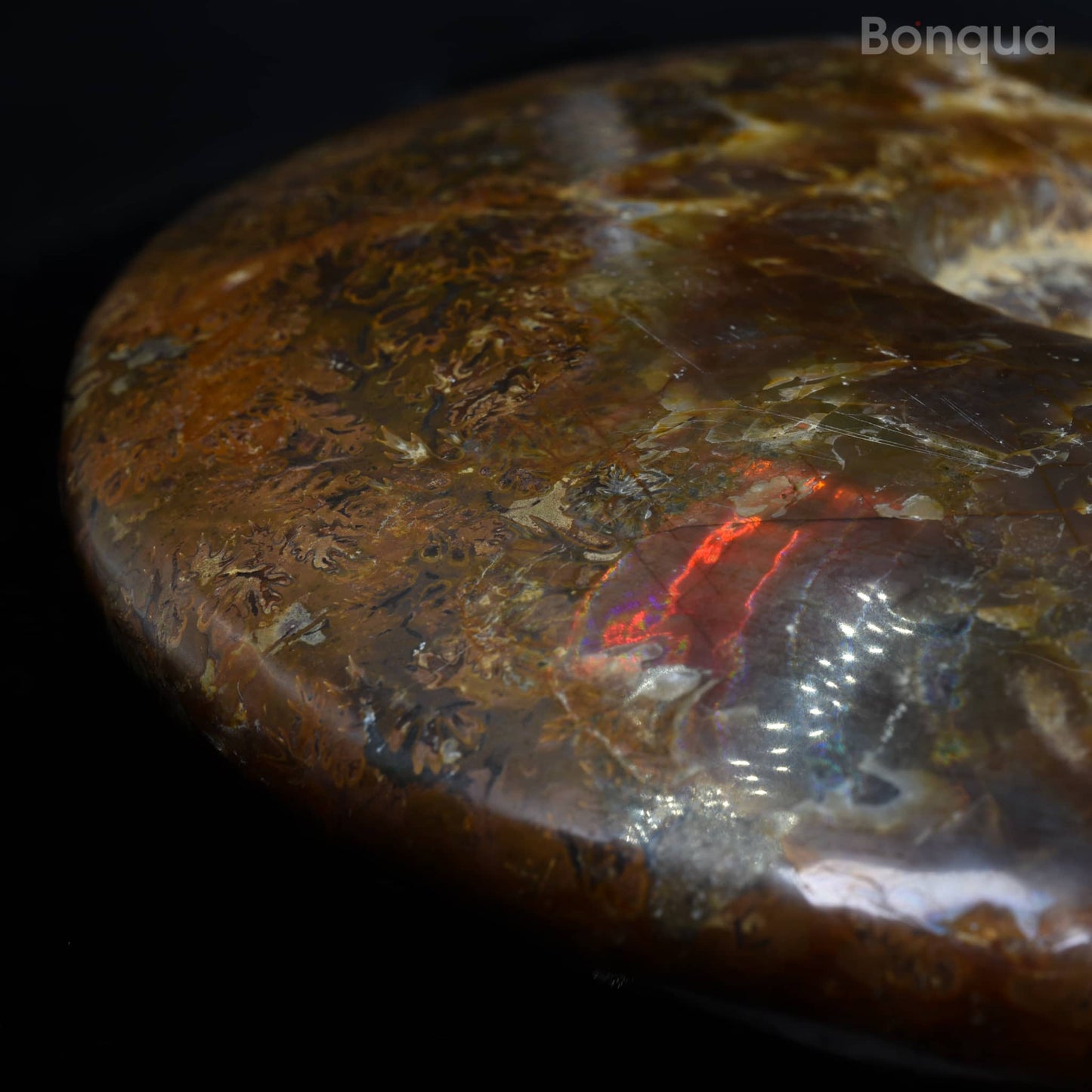 Spécimen Fossile d'ammonite de Madagascar