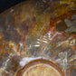 Spécimen Fossile d'ammonite de Madagascar