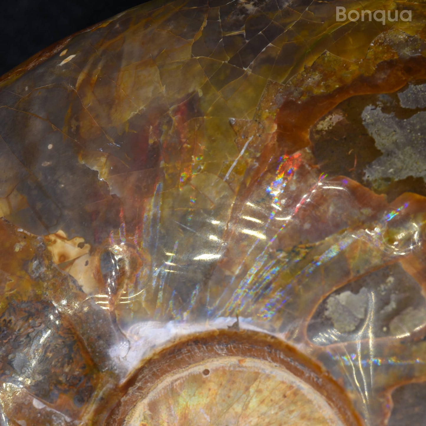 Spécimen Fossile d'ammonite de Madagascar