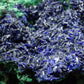 Azurite Pierre Brute Specimen AAA