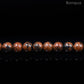 Perles Obsidienne Acajou AA- Ronde